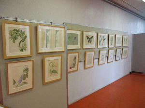 展示の様子です。